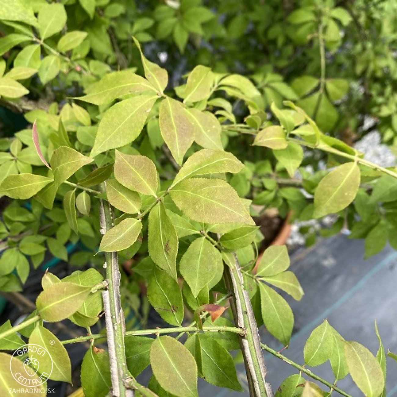 Obrázok Bršlen krídlatý (Euonymus Alatus) - výška 230-250 cm, kont. C70L - VIACKMENNÝ
